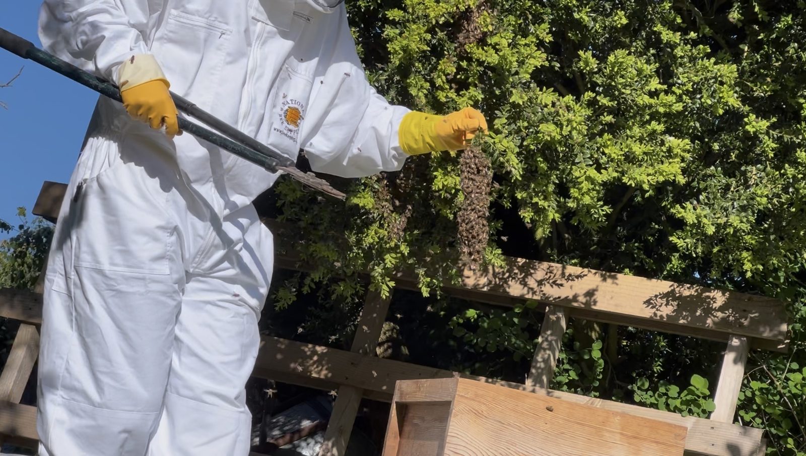 Collecting a swarm of bees
